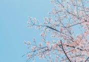 「春与樱花」