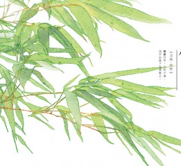 【詩經植物】系列