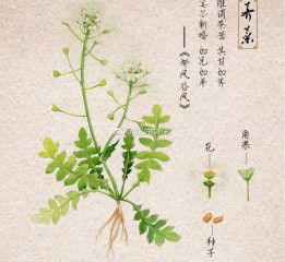 詩經植物