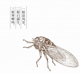 二十四節(jié)氣插畫——立秋