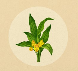 植物插画系列（三）