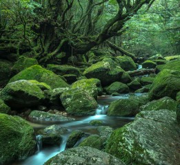 幽靈公主之森