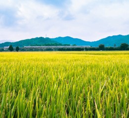 風吹稻浪