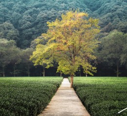 梅靈茶田