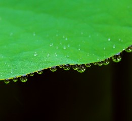 臺(tái)風(fēng)天有雨無(wú)荷