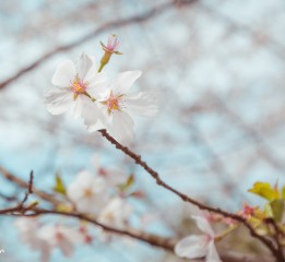 Sakura。