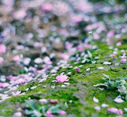 我不過像你像他像那野草野花。