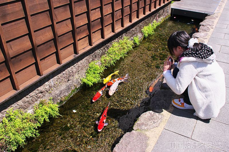 日本天人合一的文化:街道排水沟里的锦鲤家园