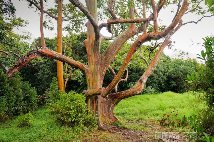 rainbow gum tree