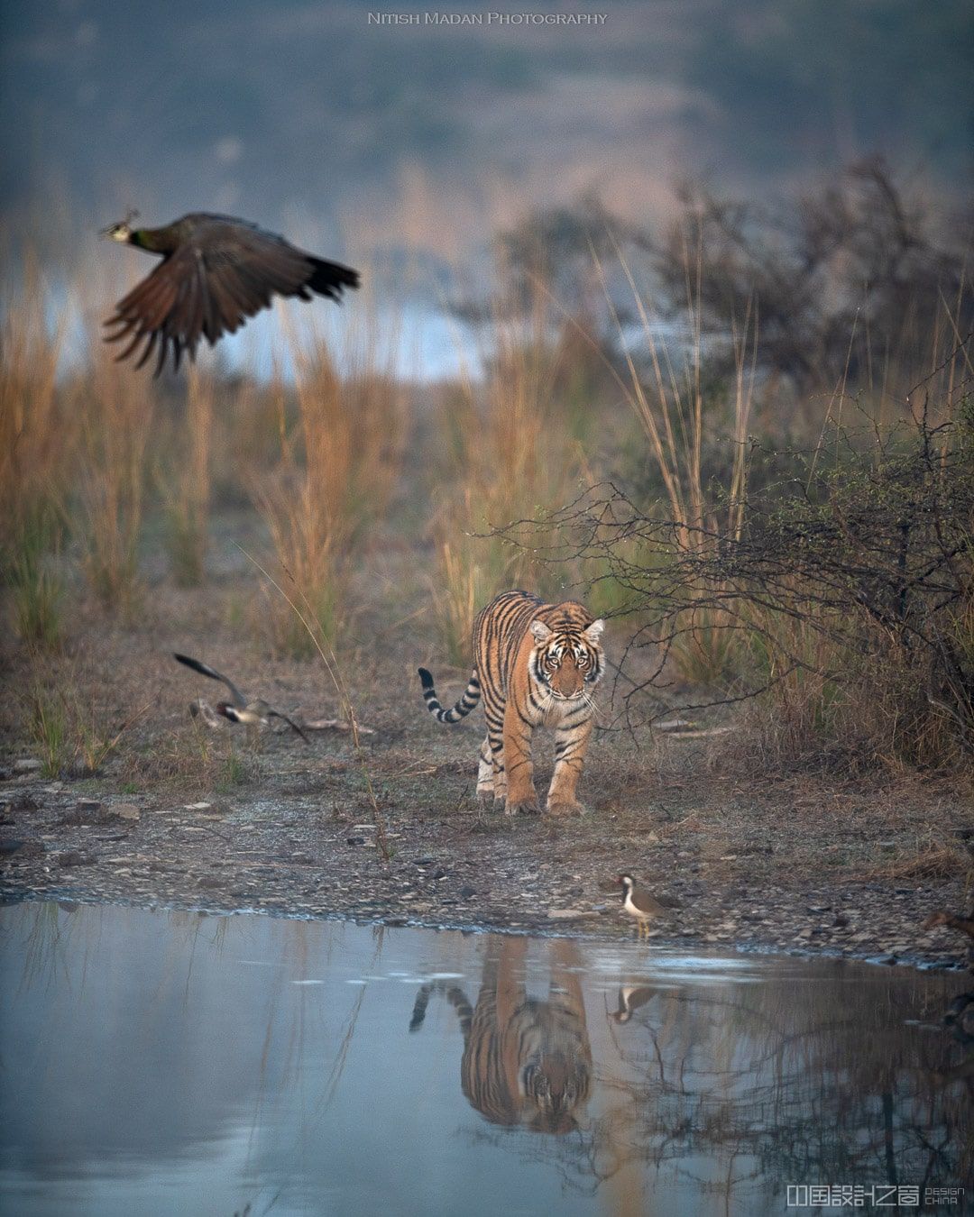 billiebengal摄影作品,billiebengal摄影 bengal tiger at the ranthambore natio em> /em>nal park