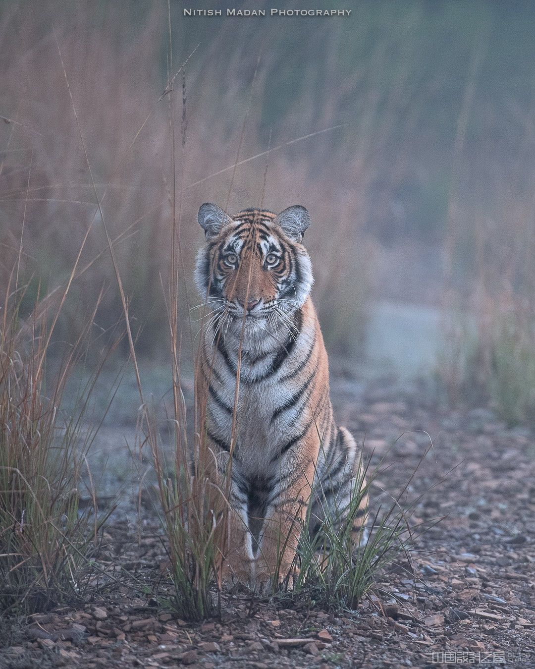 billiebengal摄影作品,billiebengal摄影 bengal tiger at the ranthambore natio em> /em>nal park