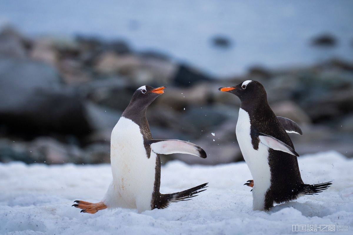 摄影师拍摄的南极可爱企鹅的照片,引发人们对地球变暖