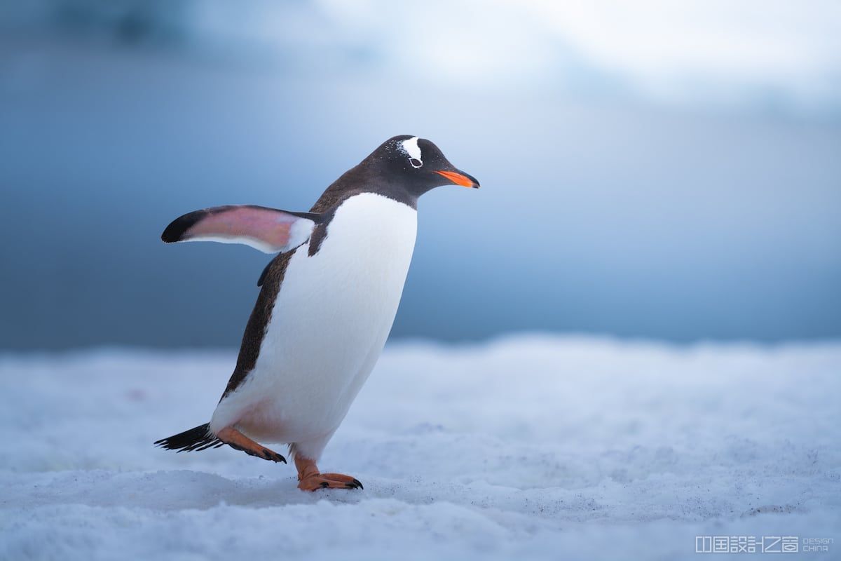 摄影师拍摄的南极可爱企鹅的照片,引发人们对地球变暖