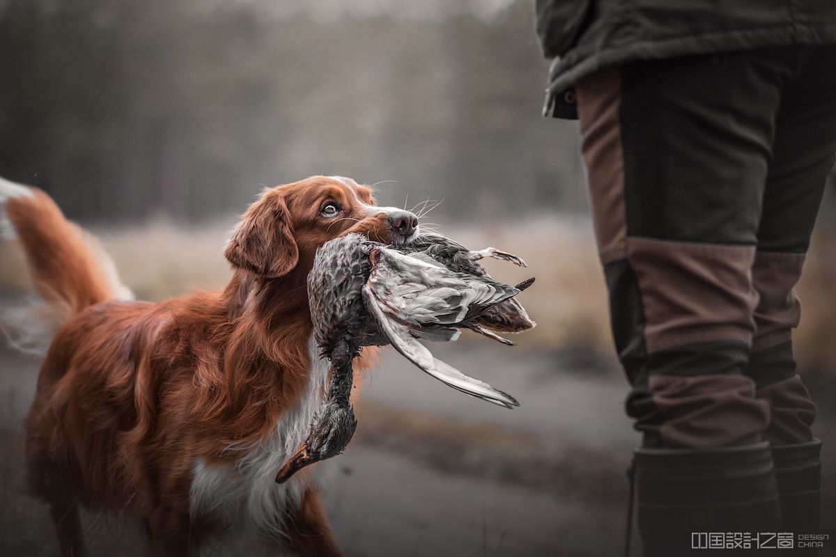 nova scotia duck tolling retriever retrieving a duck