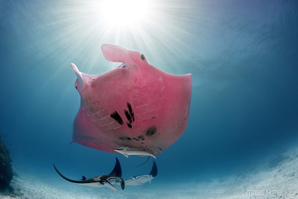 manta ray with genetic mutation