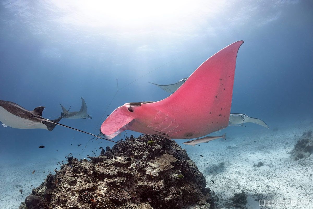 pink manta ray