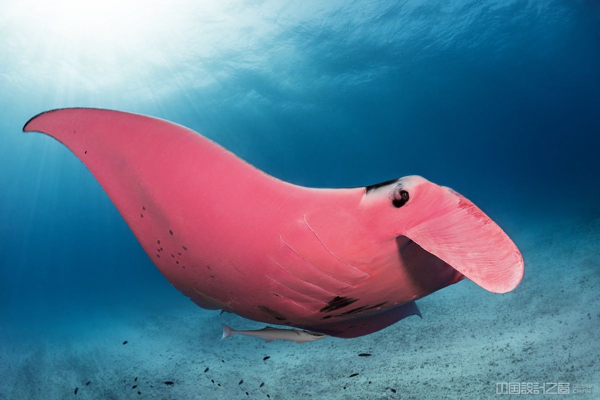摄影师在澳大利亚发现世界上唯一的粉色魔鬼鱼