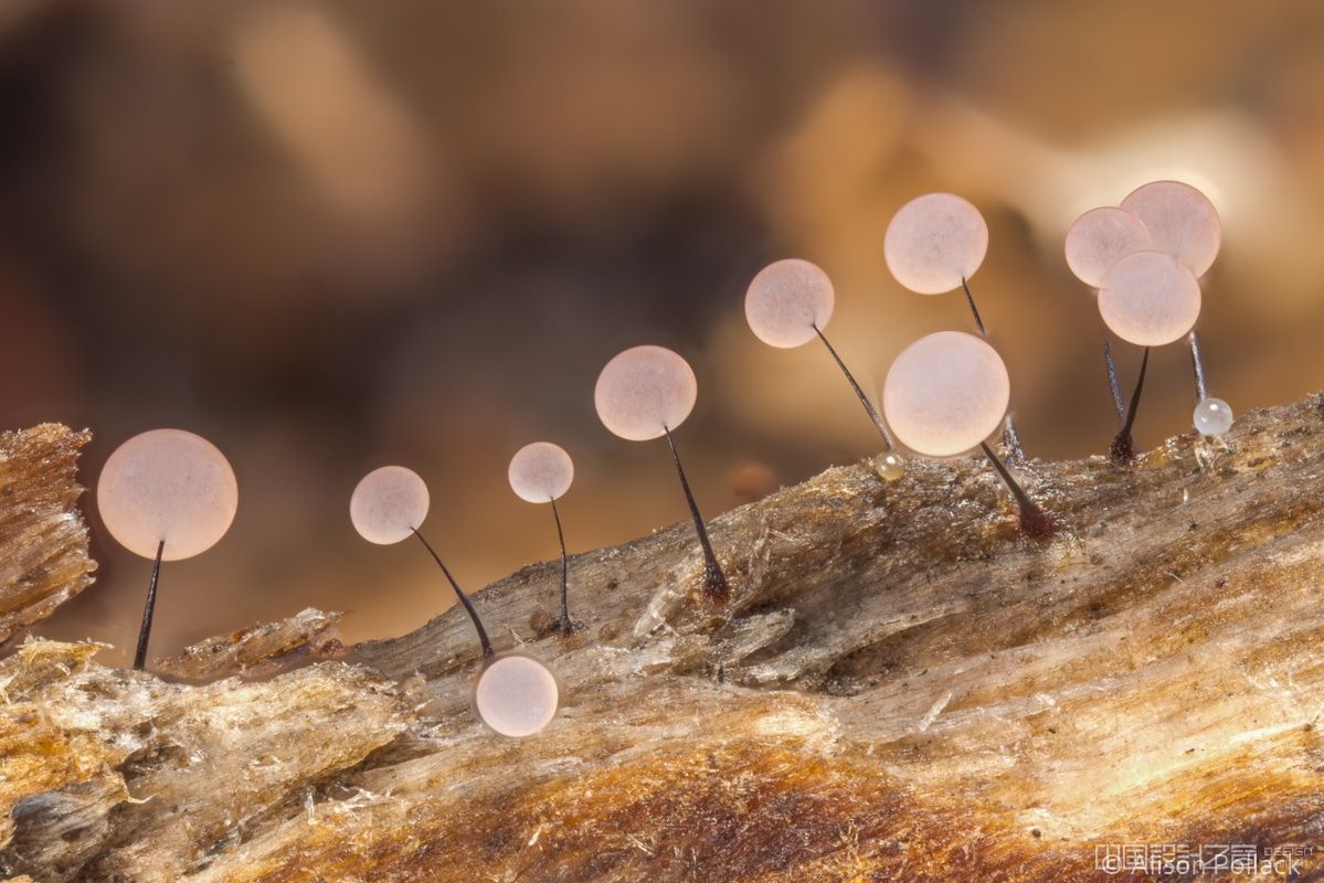微距摄影森林中的真菌世界