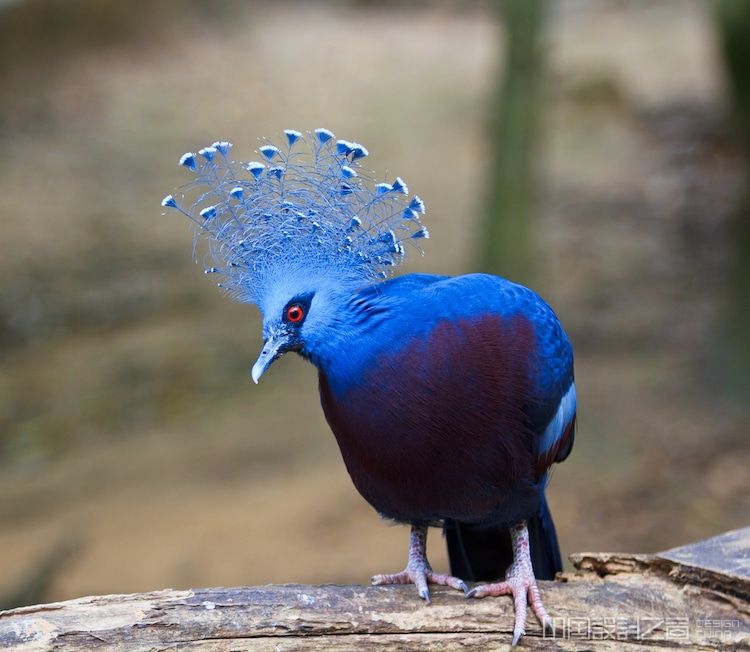皇家"维多利亚皇冠鸽"是世界上最大最漂亮的鸽子