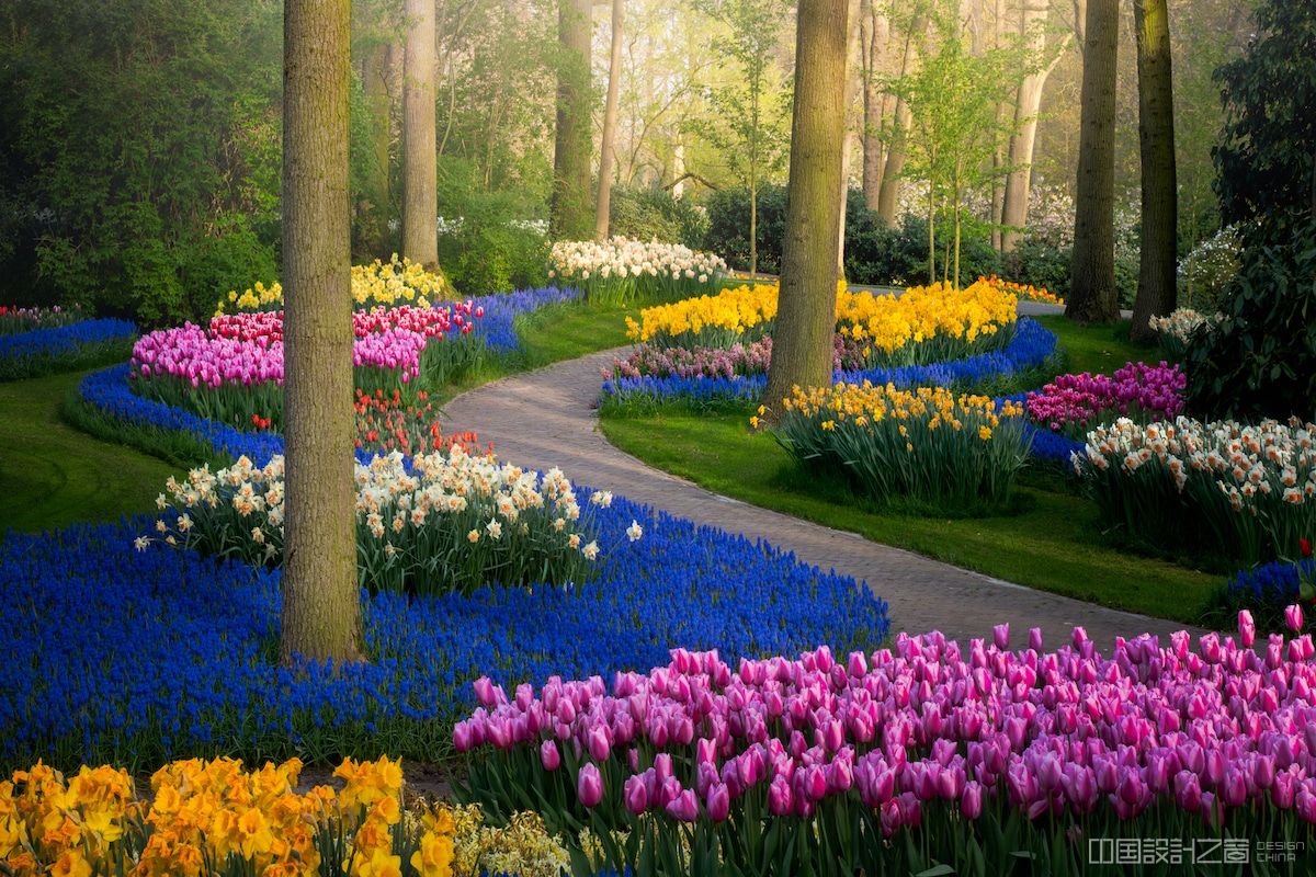 摆脱人群,这或许是你见过荷兰最美的郁金香照片