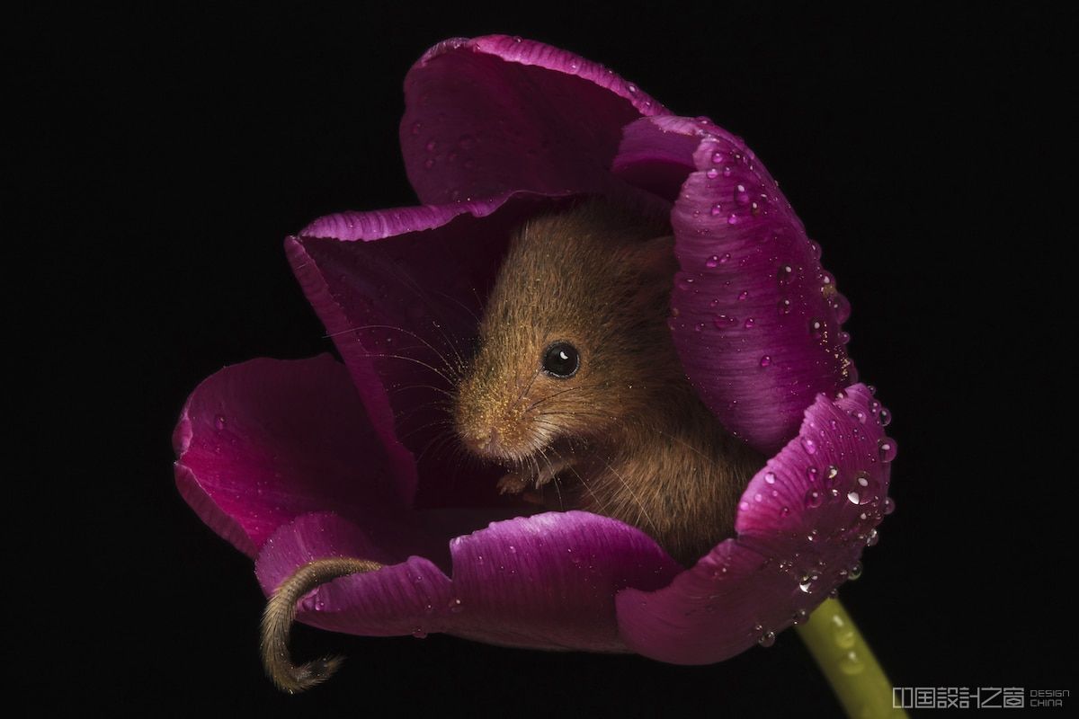 harvest mouse in a tulip by miles herbert