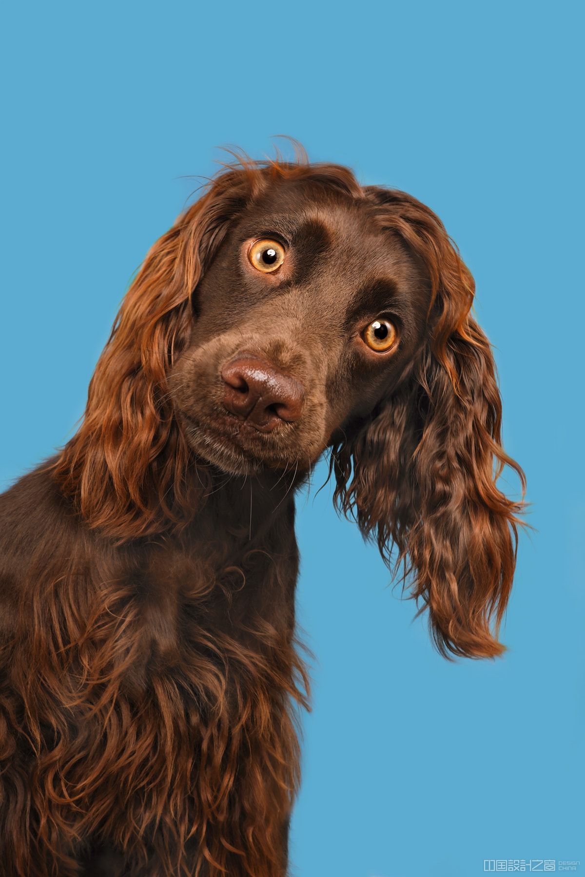 cute dog photography by elke vogelsang