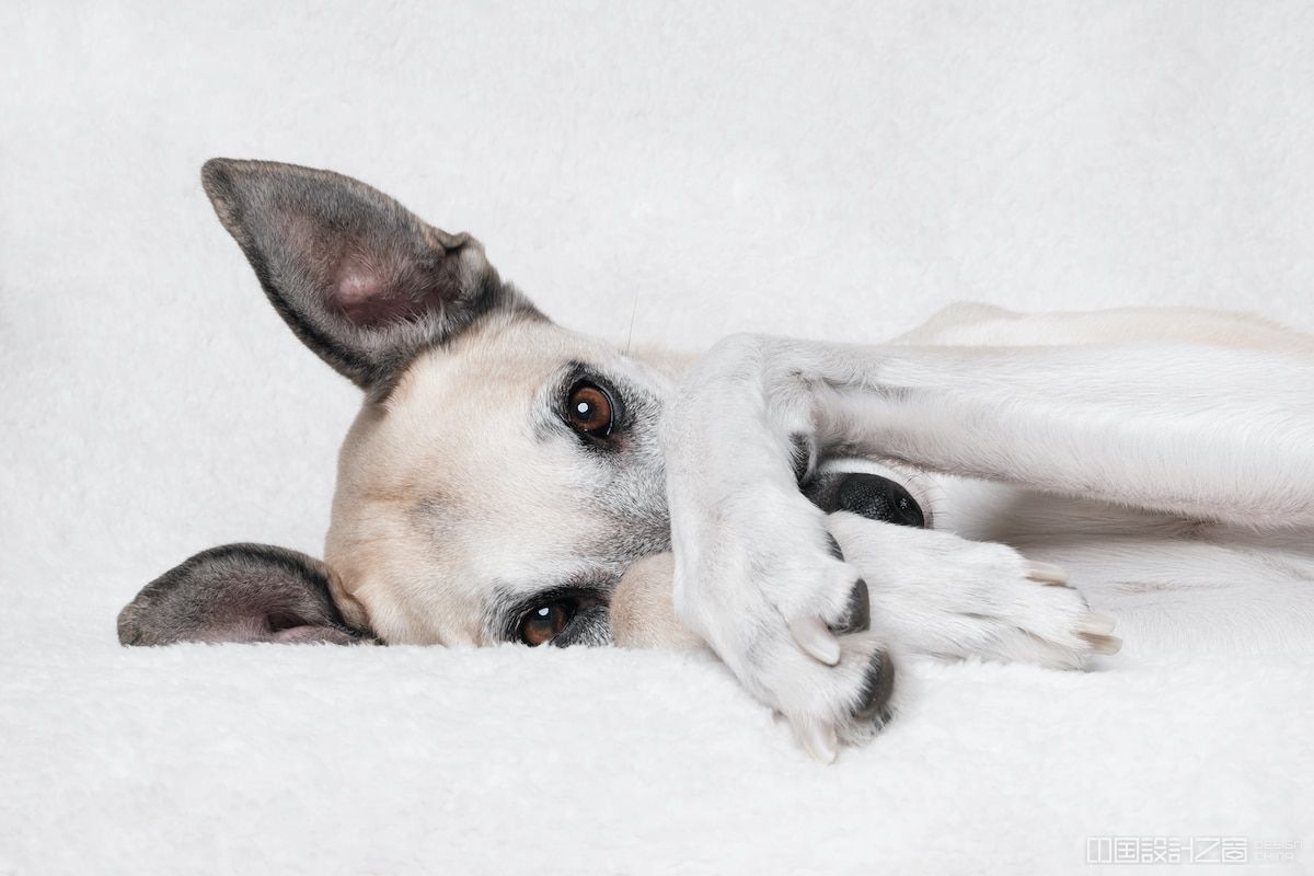 cute dog photography by elke vogelsang