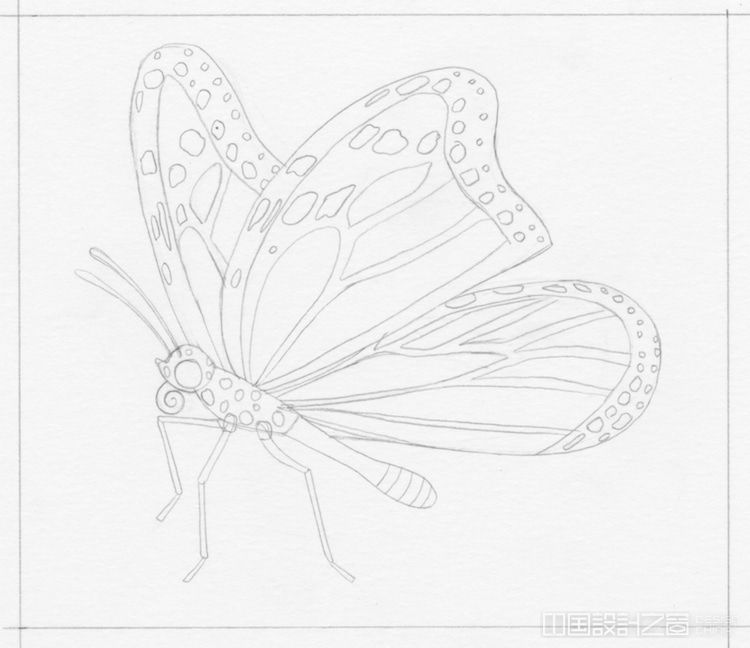 mo em> /em>narch butterfly illustration