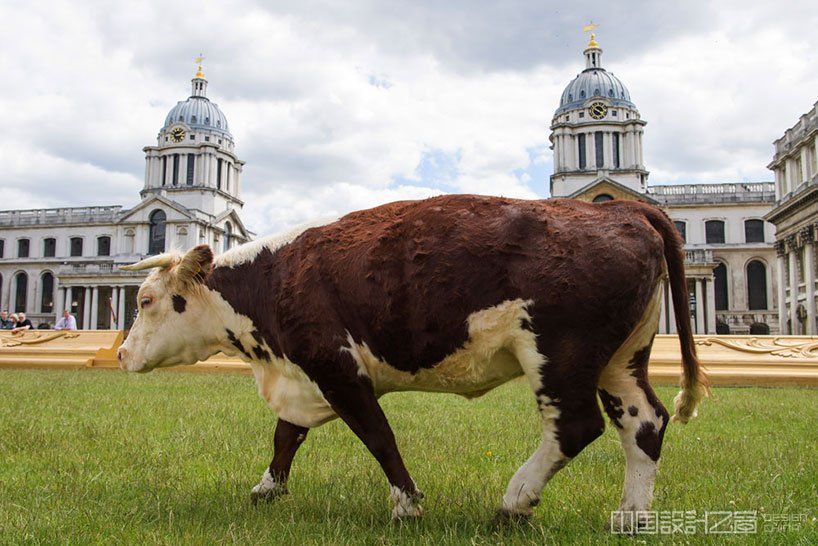 Cow Petting Farms Near Me: Experience the Charm of Country Life