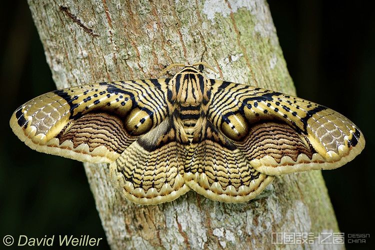 这只飞蛾有着漂亮的翅膀图案看上去像老虎的眼睛