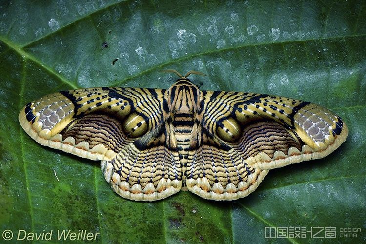 这只飞蛾有着漂亮的翅膀图案看上去像老虎的眼睛