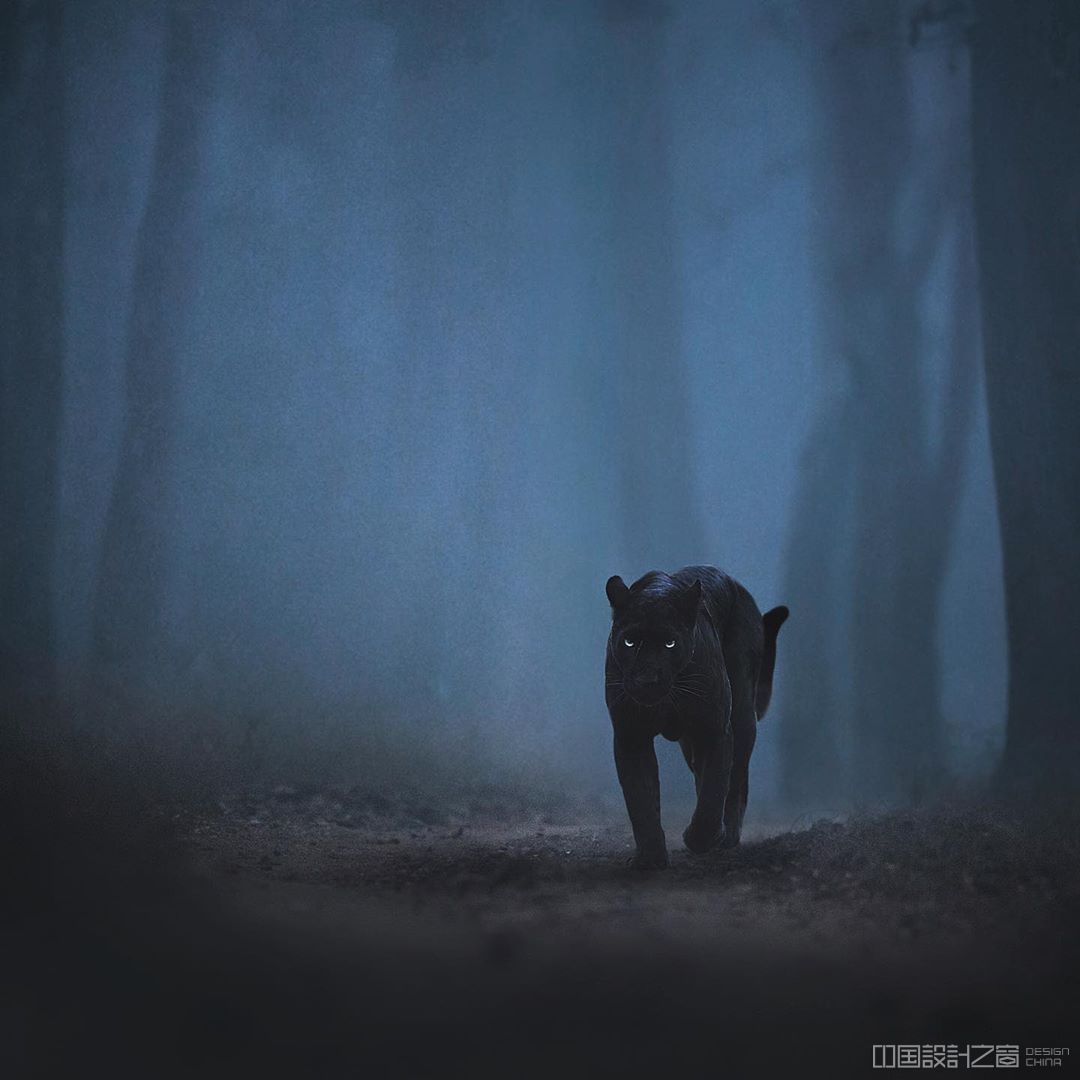 野生动物摄影师捕捉到一只罕见的黑豹在印度丛林中漫游