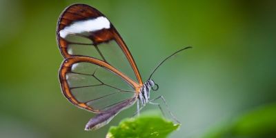 翅膀透明的玻璃蝴蝶,是森林中的小精灵